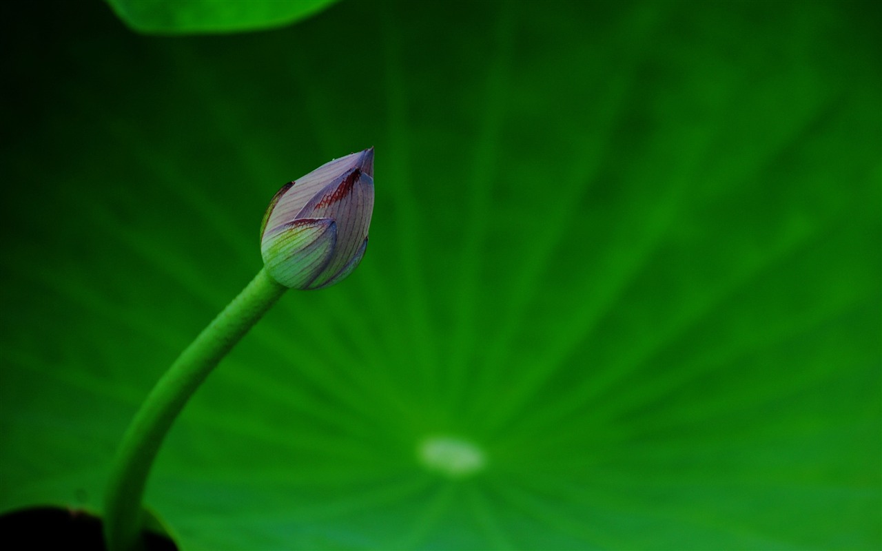Lotus (Pretty in Pink 526 záznamů) #16 - 1280x800