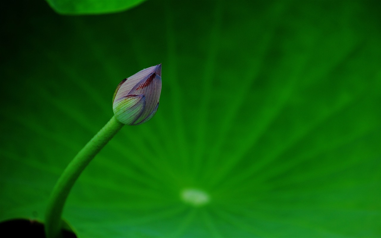 Lotus (Pretty in Pink 526 entrées) #16 - 1280x800