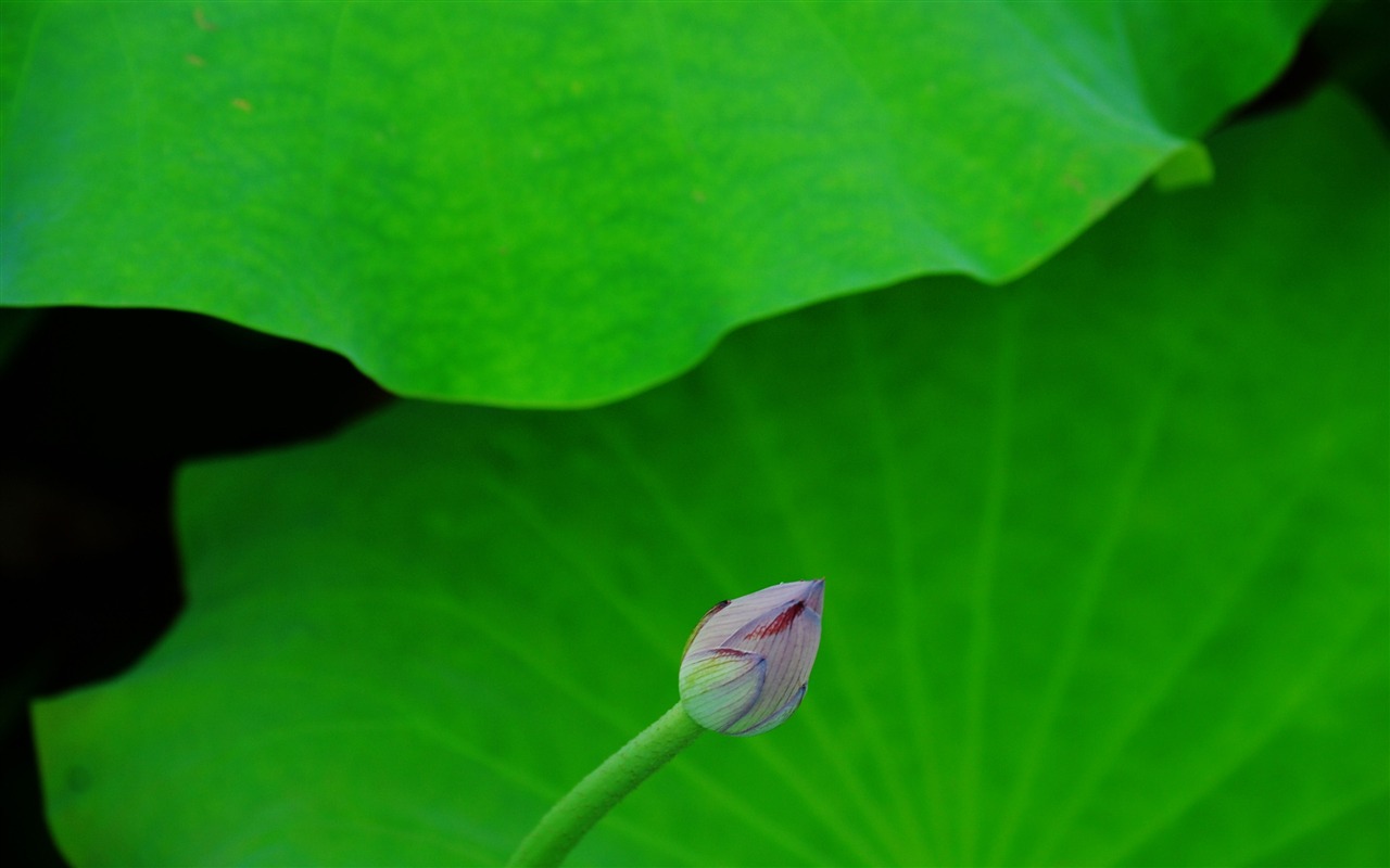 Lotus (Pretty in Pink 526 záznamů) #17 - 1280x800