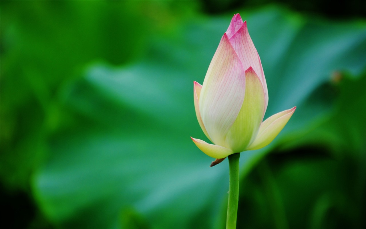 Lotus (Pretty in Pink 526 entries) #18 - 1280x800