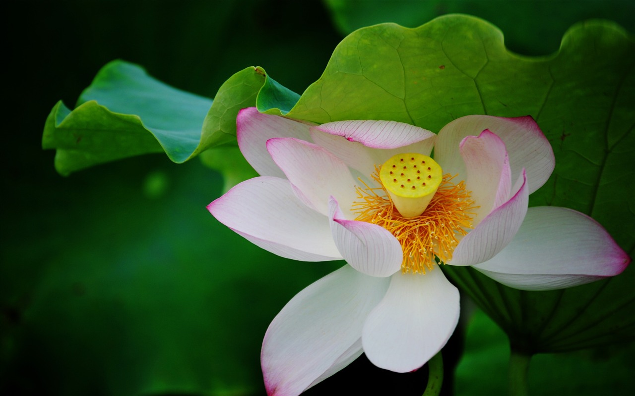 Lotus (Pretty in Pink 526 záznamů) #20 - 1280x800