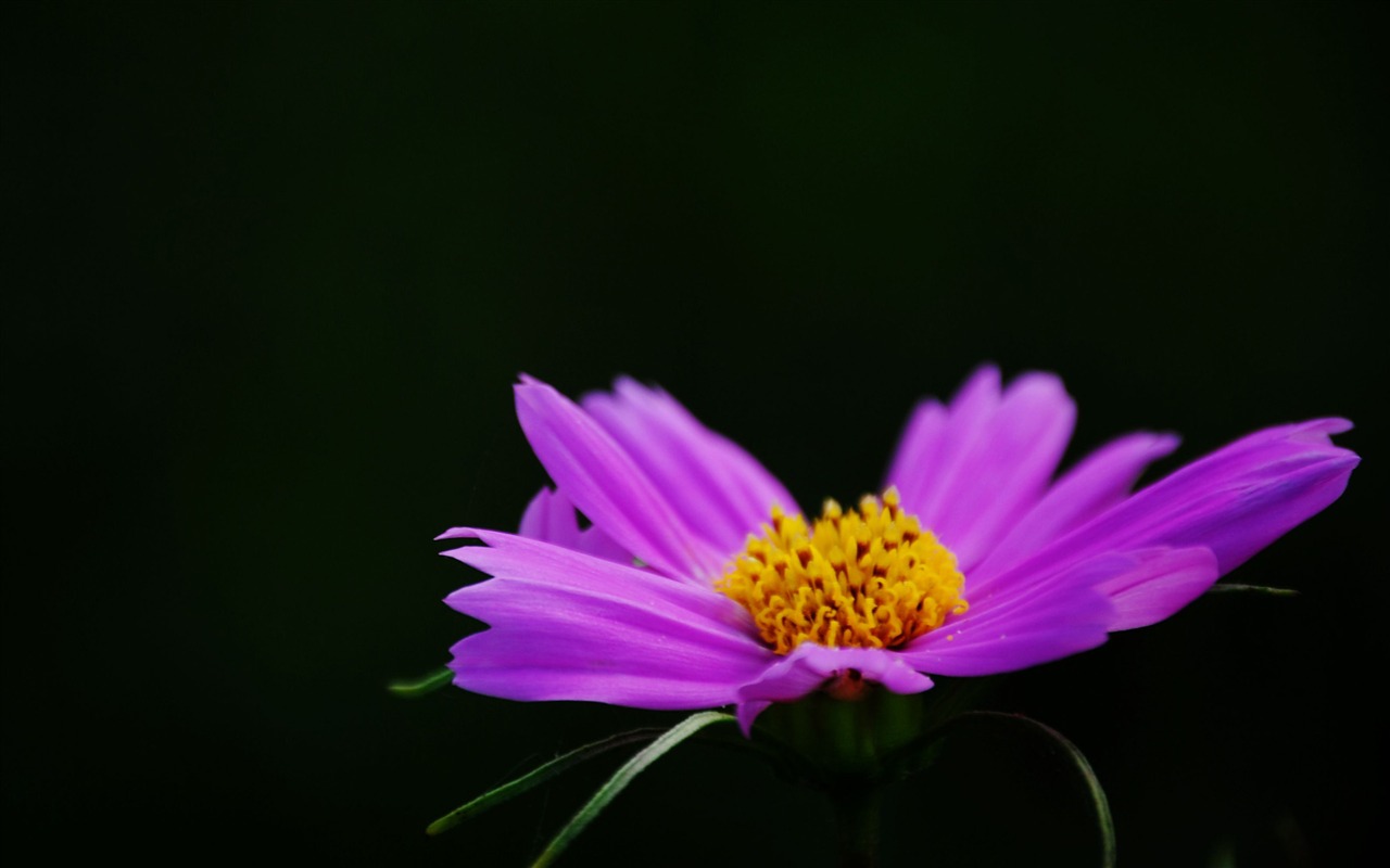 Letní brilantní (Pretty in Pink 526 záznamů) #3 - 1280x800