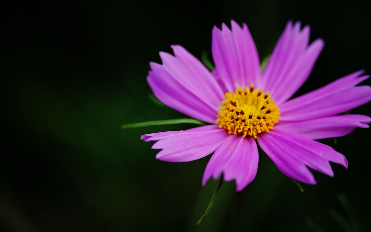 Letní brilantní (Pretty in Pink 526 záznamů) #8 - 1280x800
