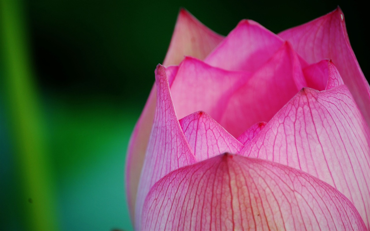Letní brilantní (Pretty in Pink 526 záznamů) #15 - 1280x800