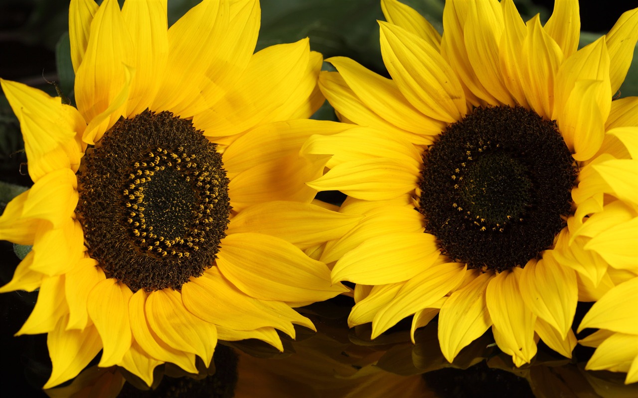 Beau fond d'écran de tournesol close-up (1) #4 - 1280x800