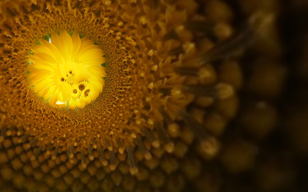 Beautiful sunflower close-up wallpaper (1) #5 - 1280x800
