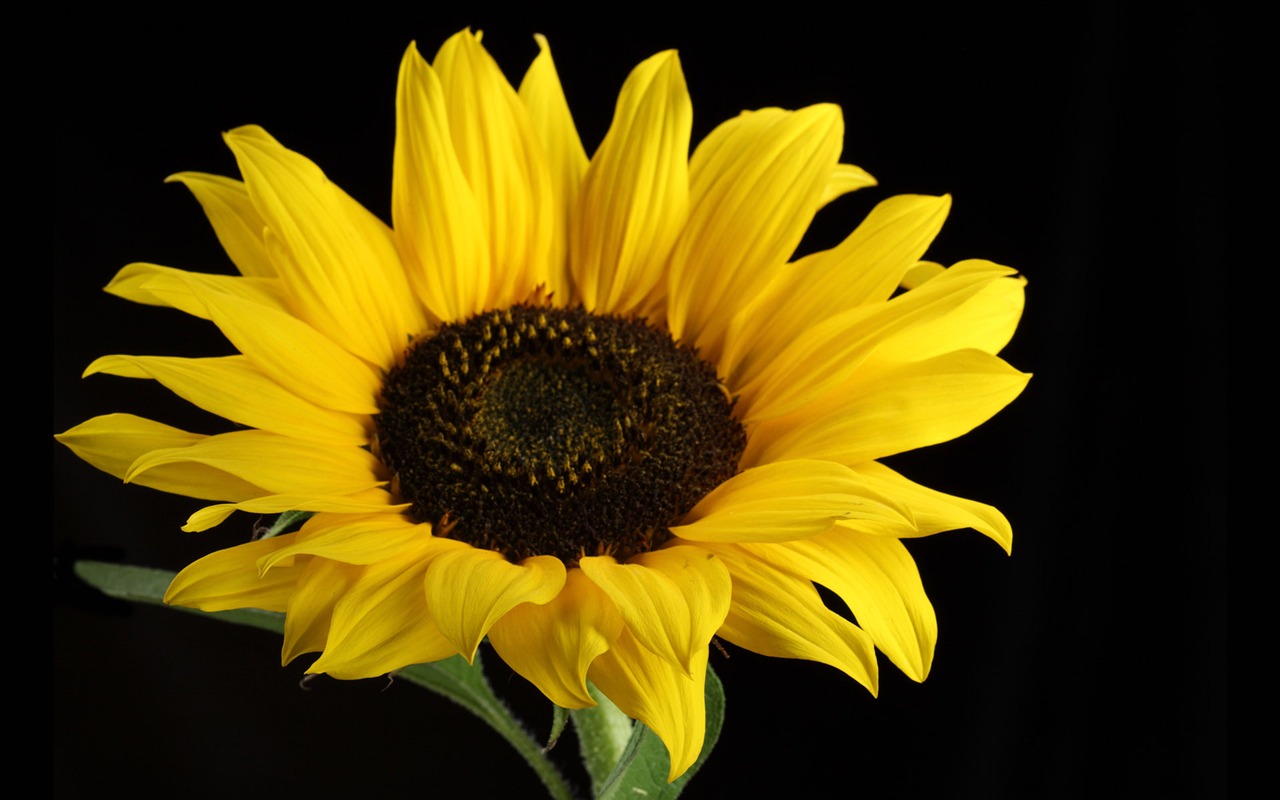 Beautiful sunflower close-up wallpaper (1) #10 - 1280x800