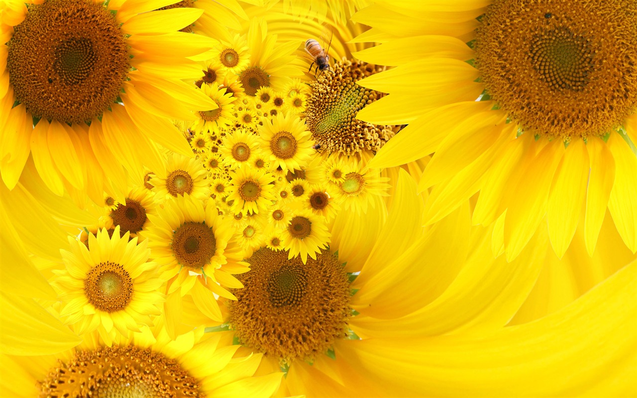 Beautiful Sonnenblumen Nahaufnahme Wallpaper (1) #19 - 1280x800