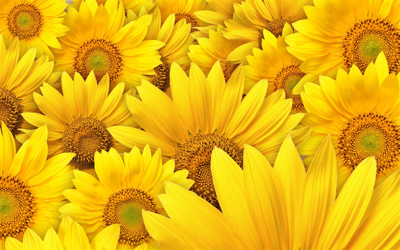 Beautiful sunflower close-up wallpaper (1) #20 - 1280x800