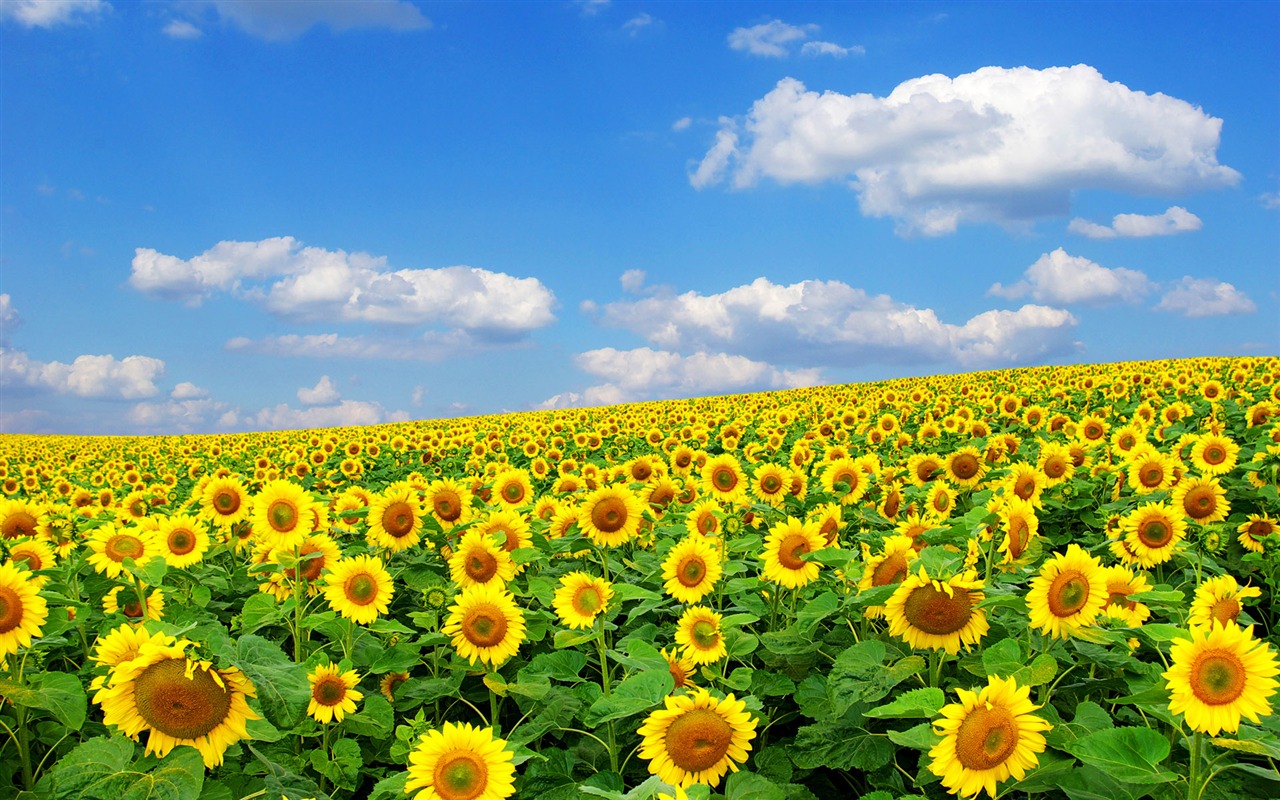 Beautiful sunflower close-up wallpaper (2) #3 - 1280x800