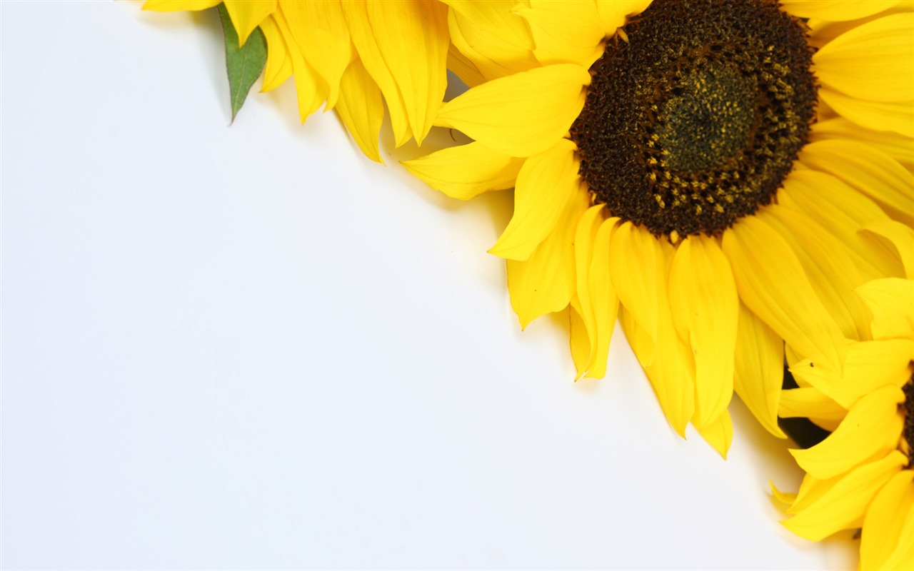 Beautiful sunflower close-up wallpaper (2) #6 - 1280x800