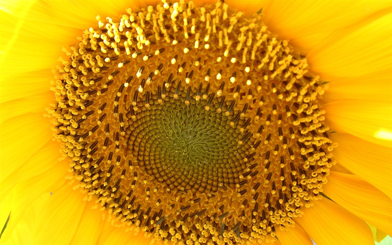 Beautiful sunflower close-up wallpaper (2) #7 - 1280x800
