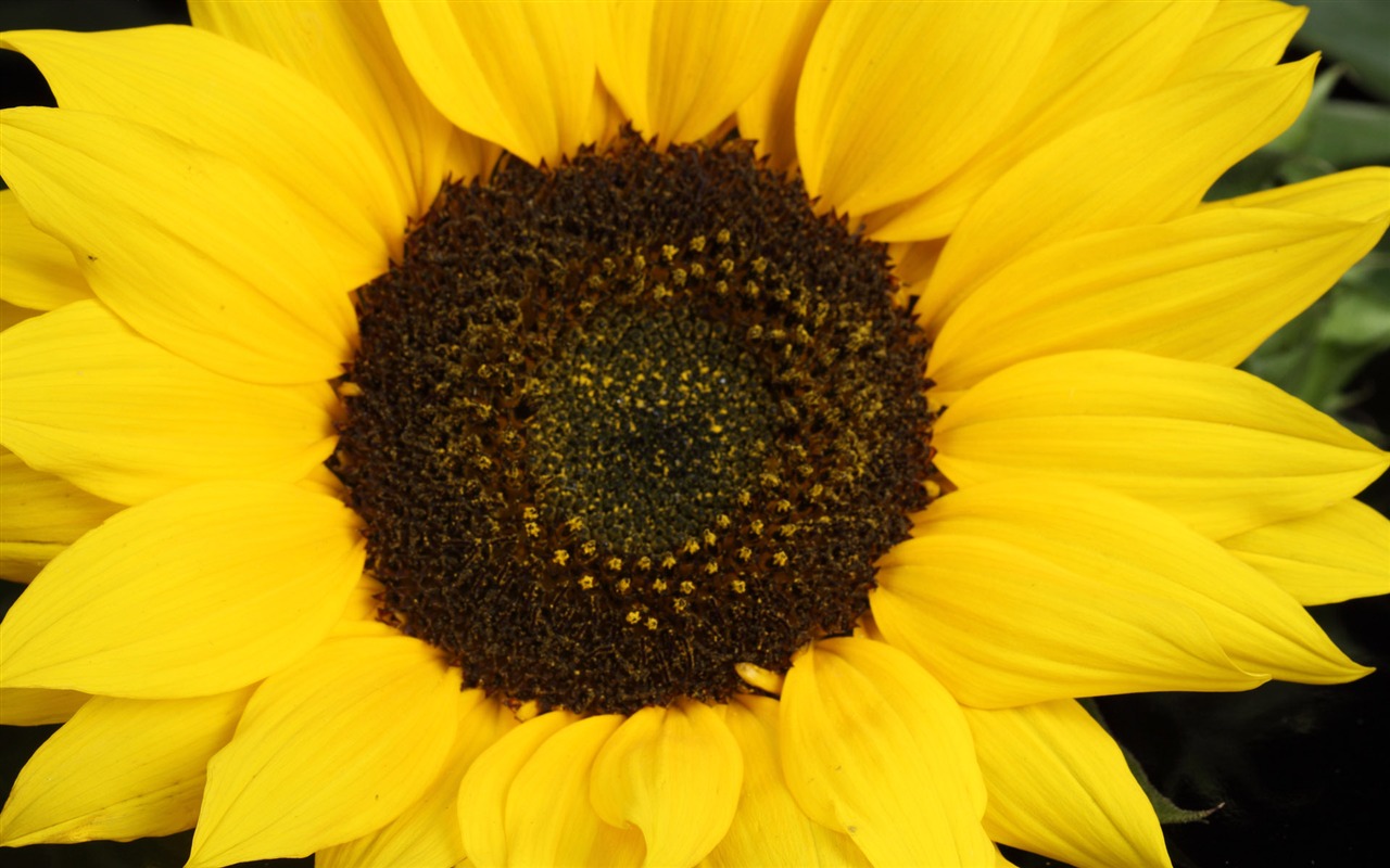 Beautiful sunflower close-up wallpaper (2) #12 - 1280x800
