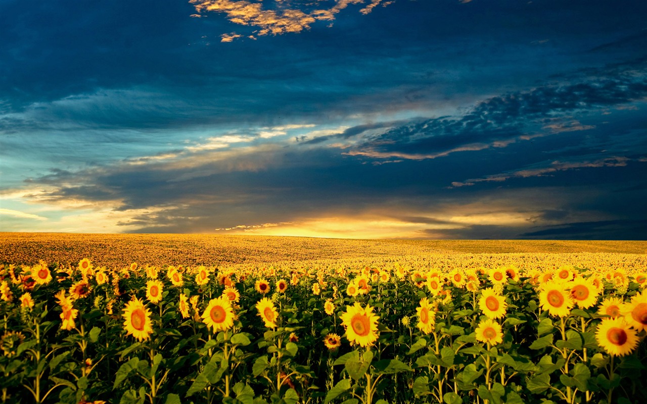 Beautiful sunflower close-up wallpaper (2) #13 - 1280x800