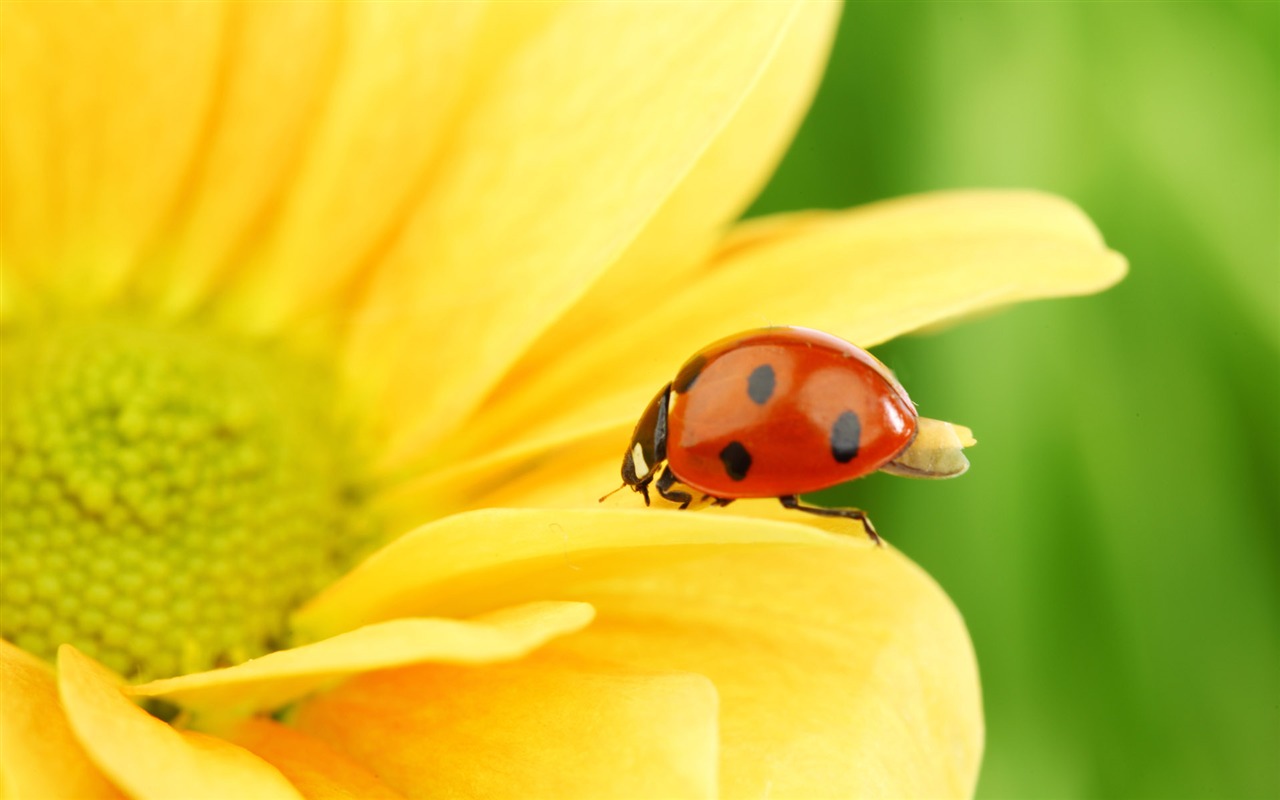 Beautiful sunflower close-up wallpaper (2) #14 - 1280x800