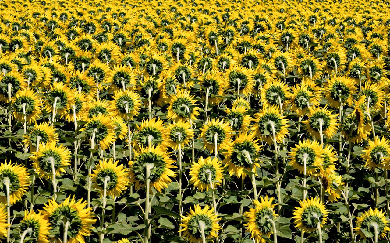 Beautiful sunflower close-up wallpaper (2) #17 - 1280x800