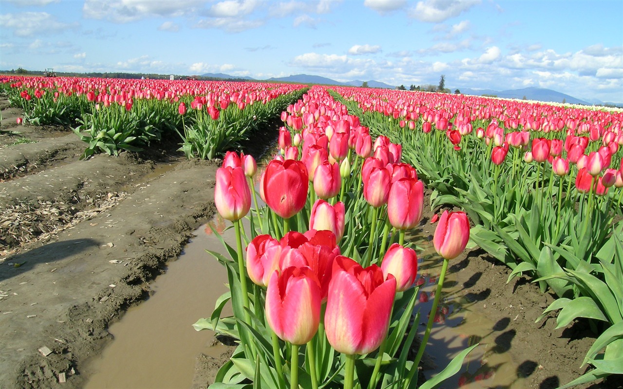 Tulip tapety album (8) #5 - 1280x800