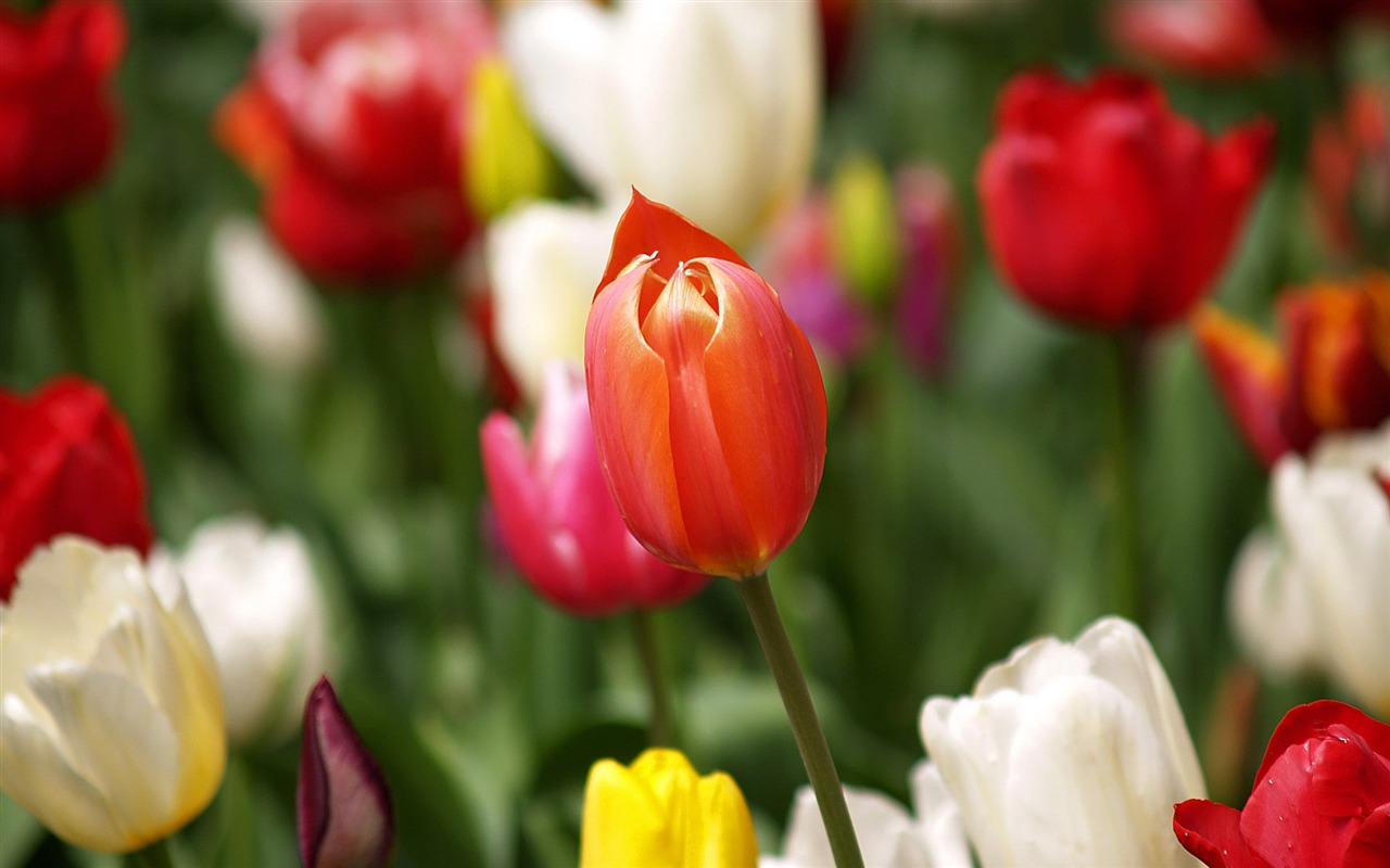 Tulip wallpaper album (8) #7 - 1280x800