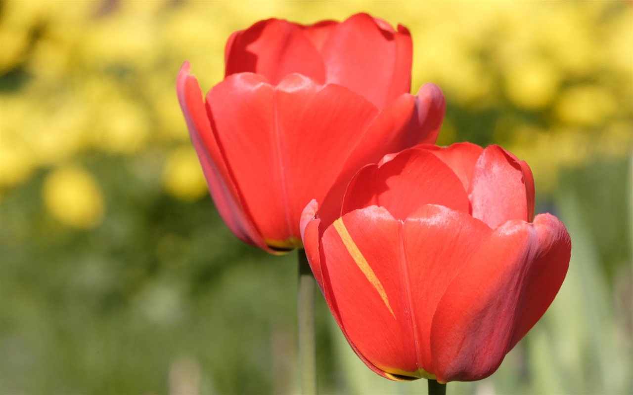 Fond d'écran album Tulip (8) #10 - 1280x800