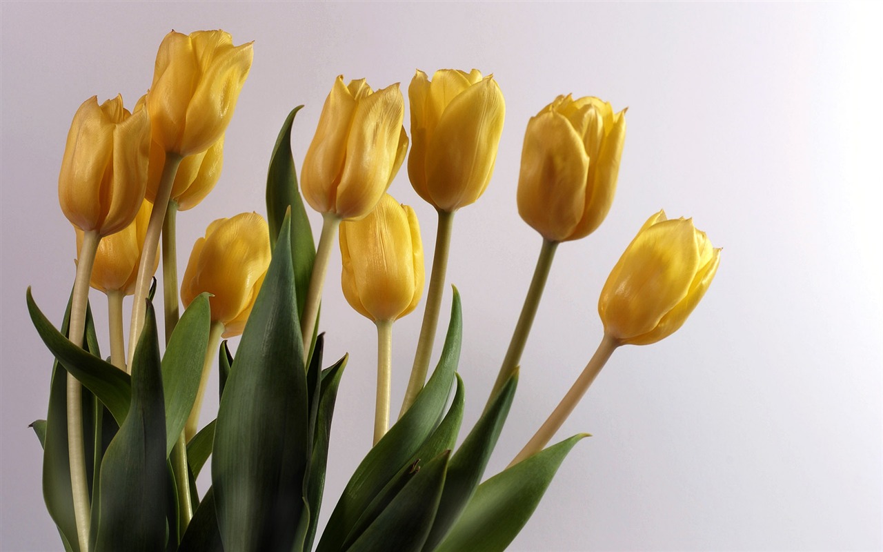 Tulip wallpaper album (8) #11 - 1280x800