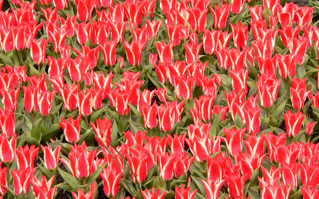Tulip wallpaper album (8) #18 - 1280x800