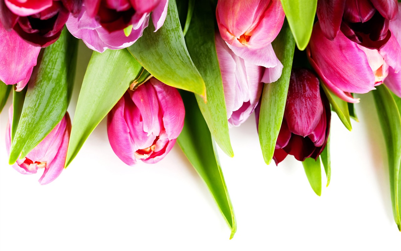 Tulip tapety album (9) #4 - 1280x800