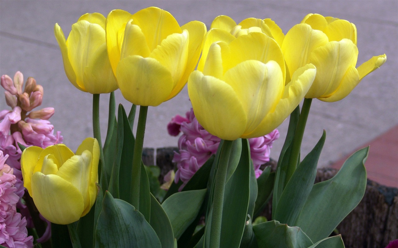 Tulip tapety album (9) #8 - 1280x800