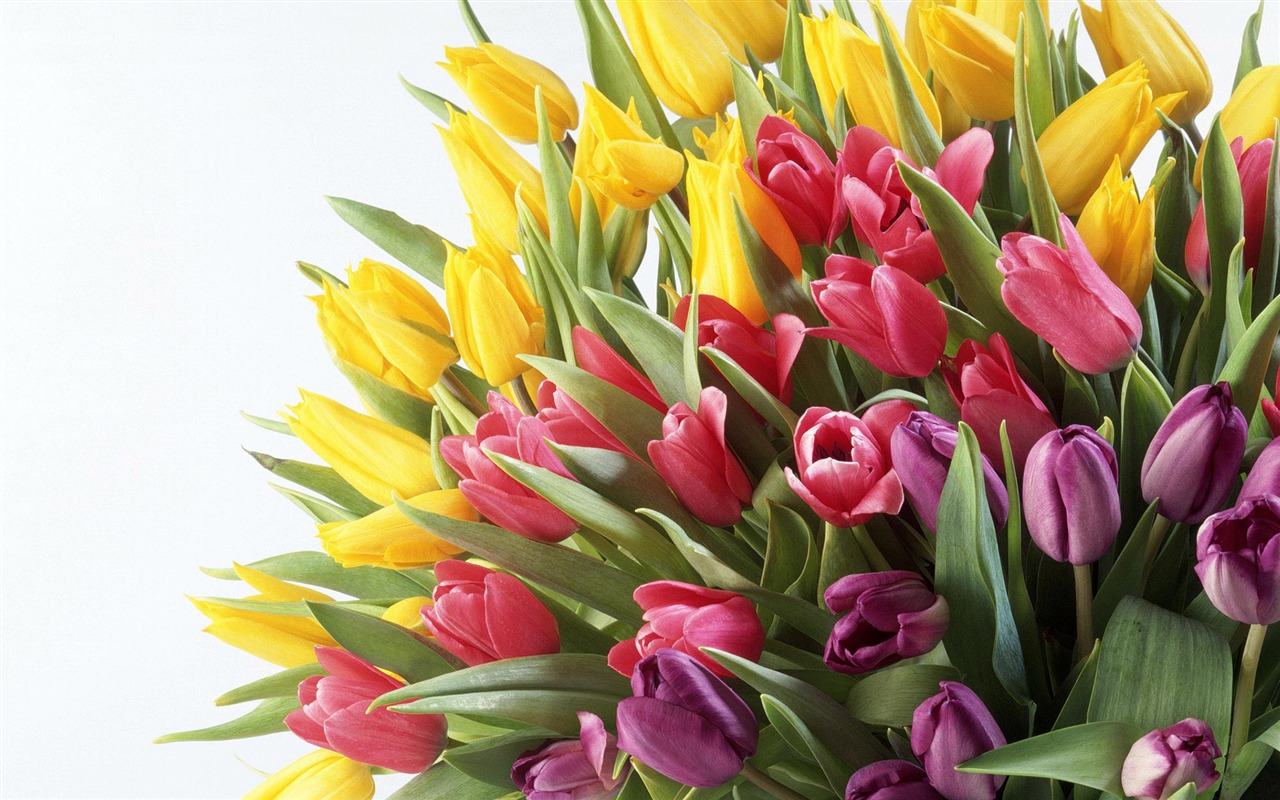 Tulip tapety album (9) #12 - 1280x800
