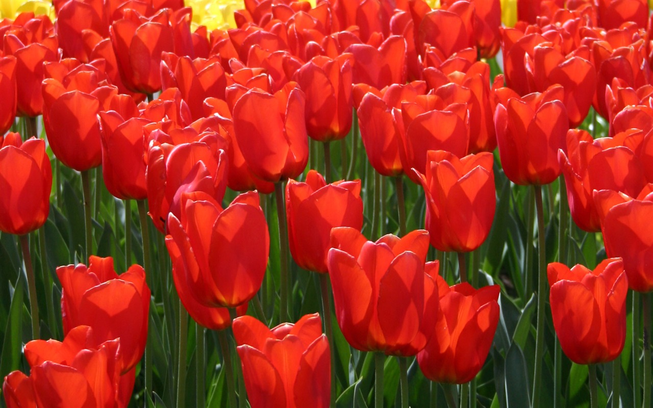 Tulip álbum de fondo de pantalla (9) #16 - 1280x800