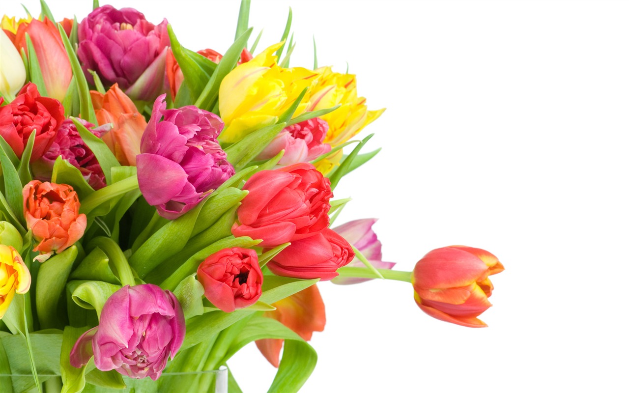 Tulip tapety album (9) #17 - 1280x800