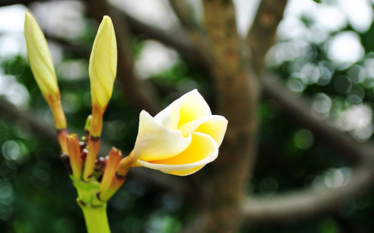 Macro Flower Grass (1) (genzhukou works) #5 - 1280x800