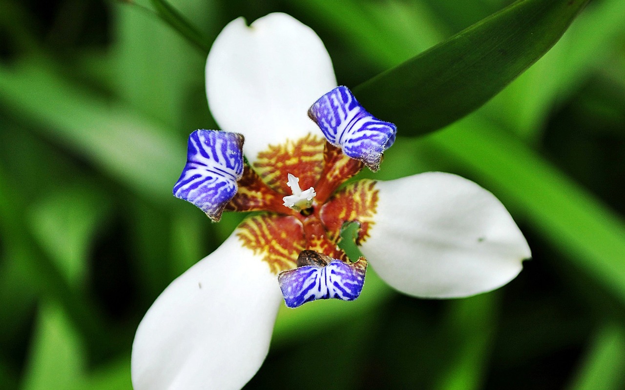 Macro Flower Grass (1) (genzhukou works) #9 - 1280x800