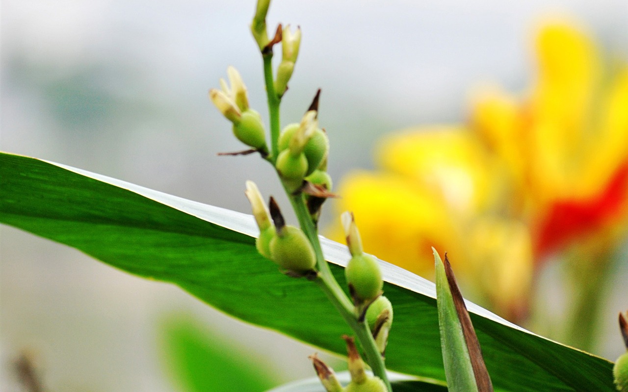 Macro Flower Grass (1) (genzhukou works) #13 - 1280x800