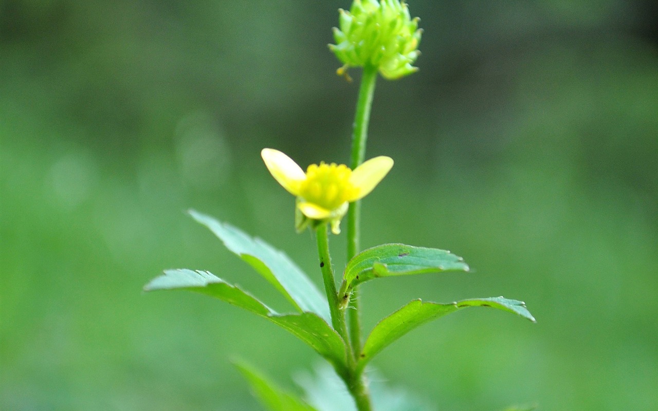 Macro Flower Grass (1) (genzhukou works) #16 - 1280x800