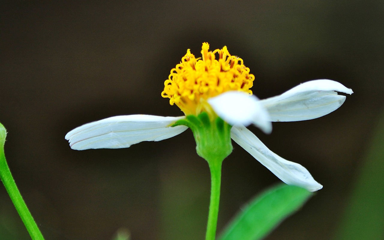 Macro Flower Grass (1) (genzhukou works) #17 - 1280x800