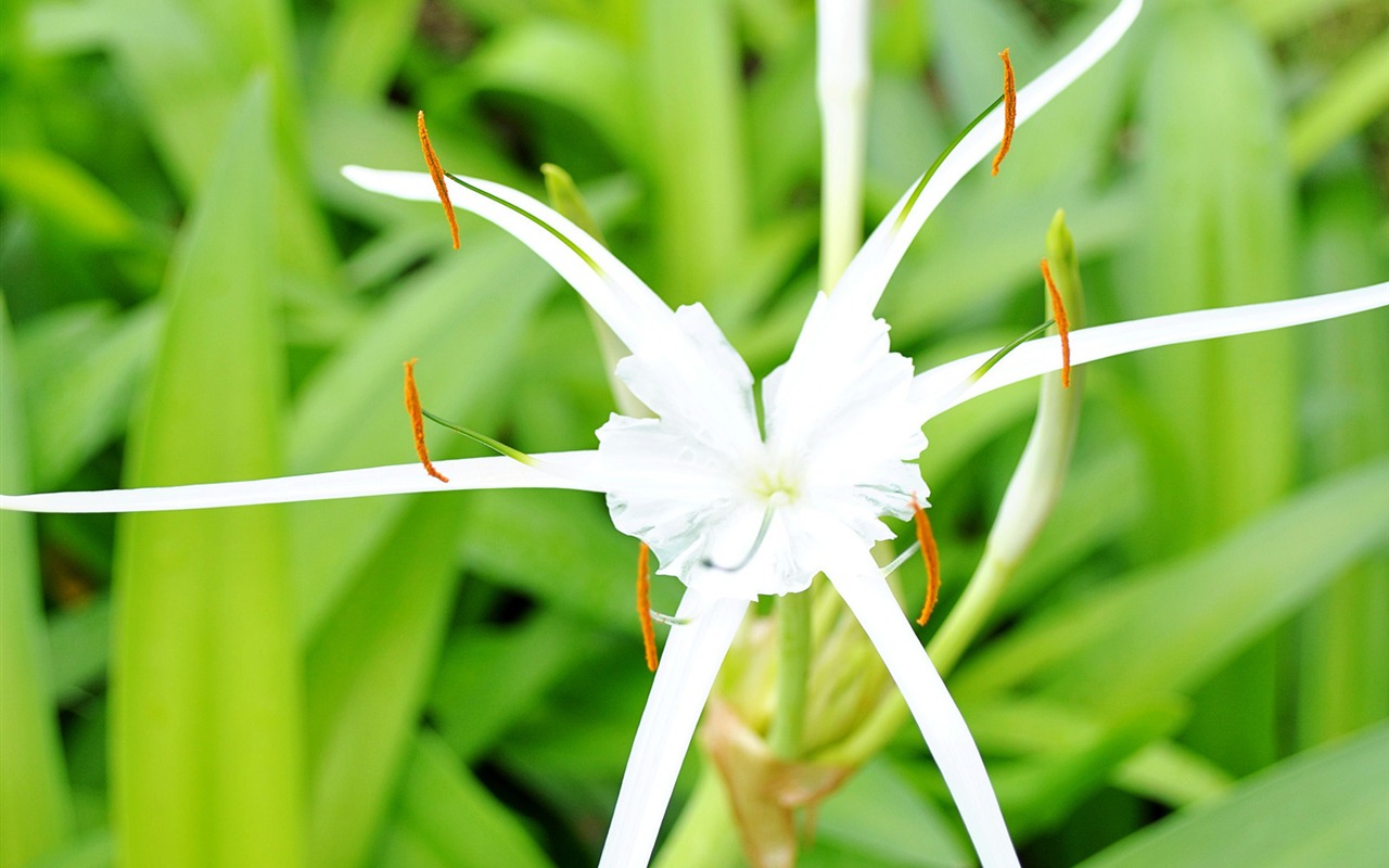 Macro Flower Grass (1) (genzhukou works) #18 - 1280x800