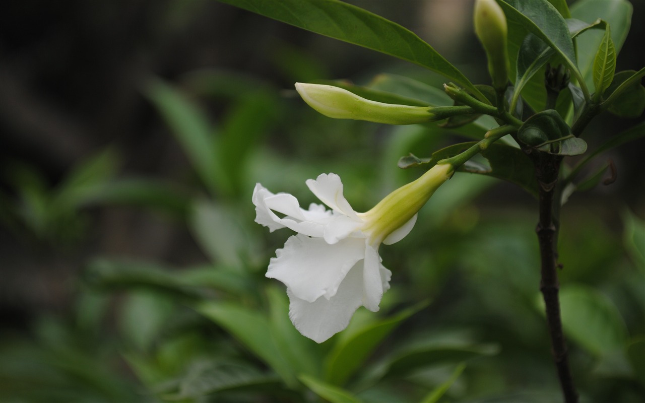 Macro Flower Grass (2) (genzhukou works) #6 - 1280x800