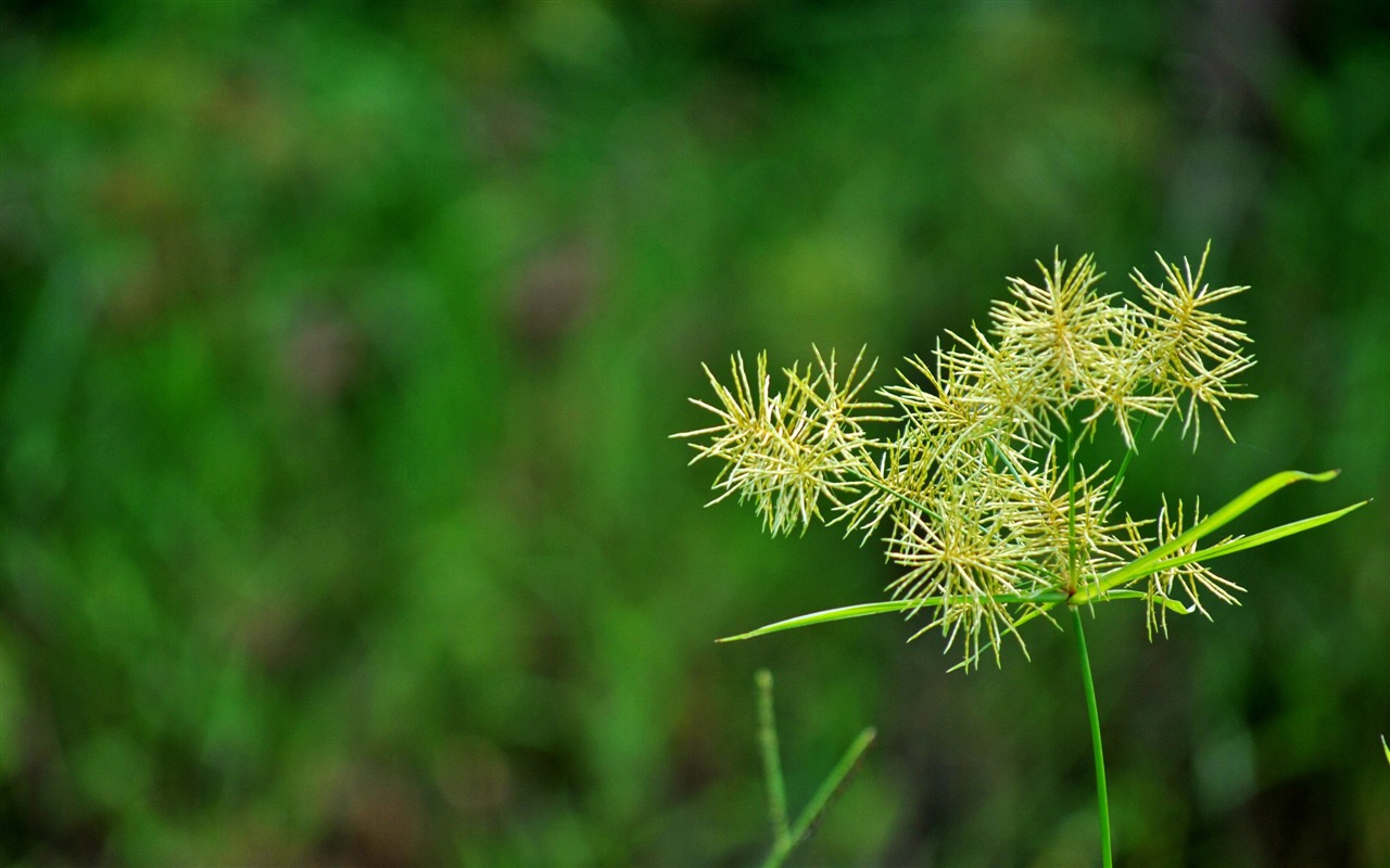 Macro Flower Grass (2) (genzhukou works) #7 - 1280x800
