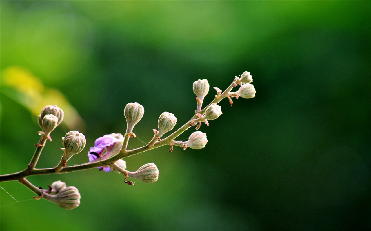 Macro Flower Grass (2) (genzhukou works) #8 - 1280x800