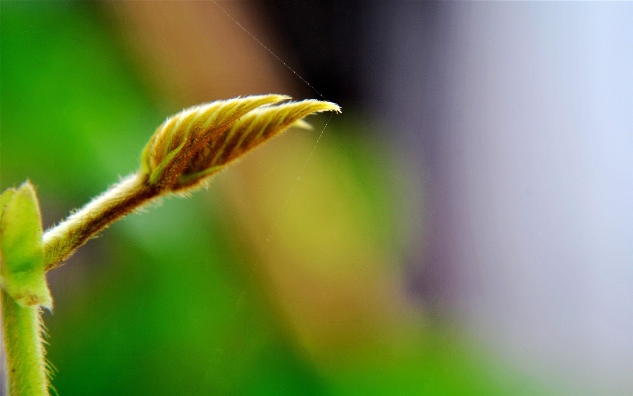 Macro Flower Grass (2) (genzhukou works) #9 - 1280x800