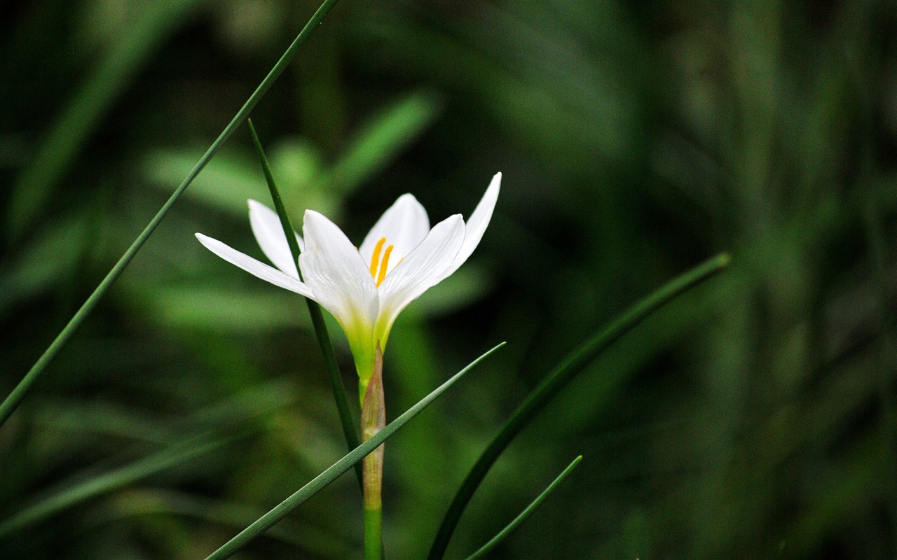 Macro Flower Grass (2) (genzhukou works) #10 - 1280x800