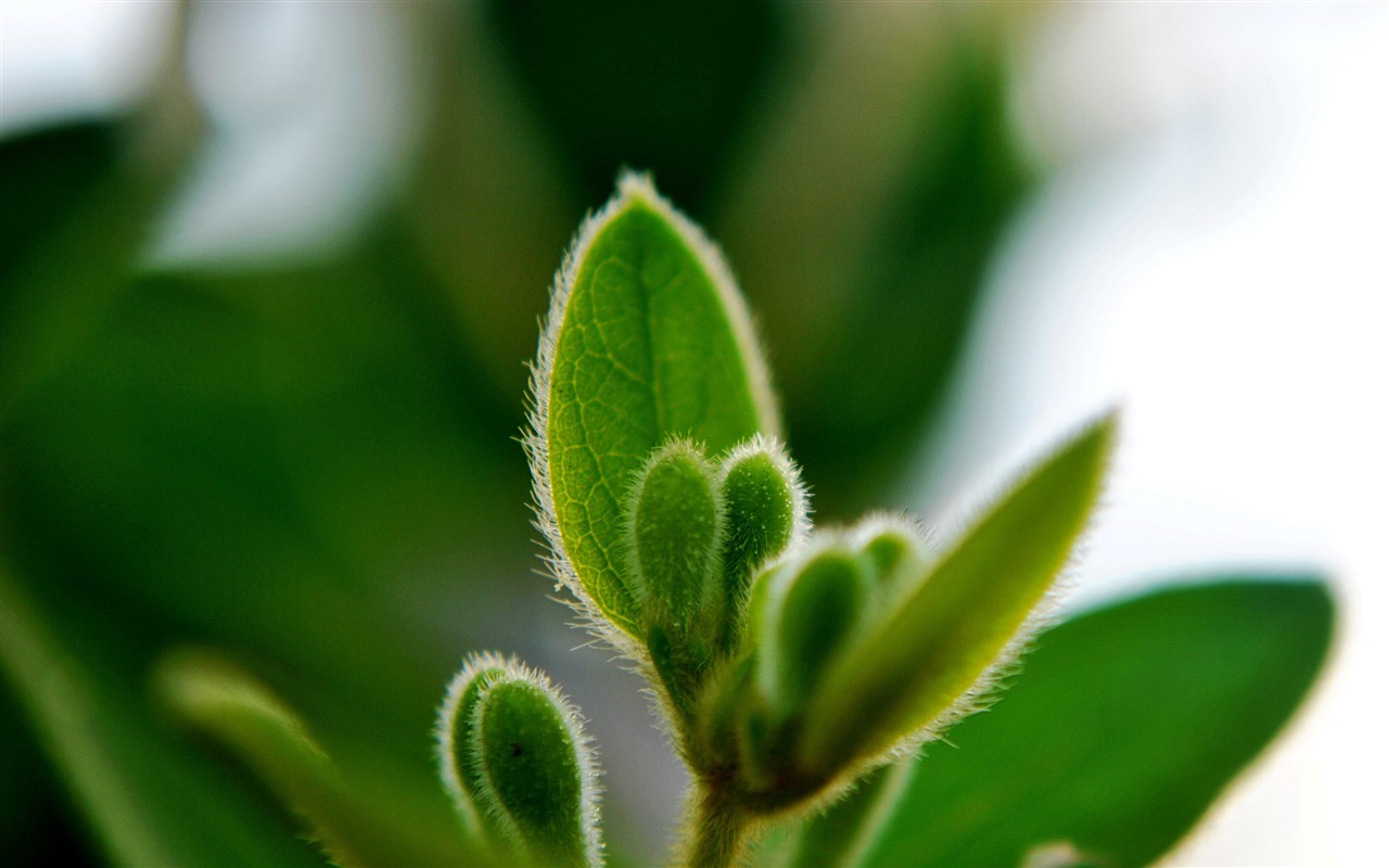 Macro Flower Grass (2) (genzhukou works) #11 - 1280x800