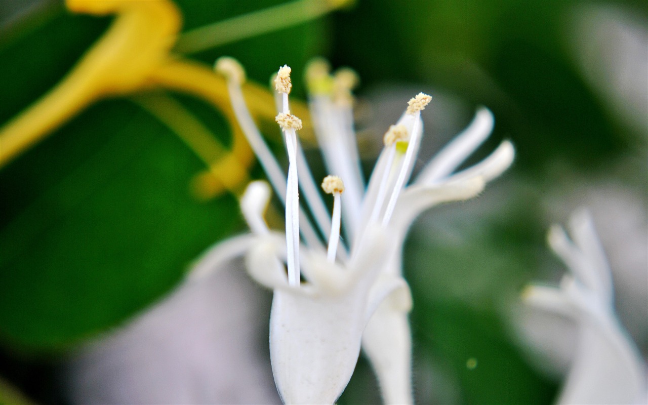 Macro Flower Grass (2) (genzhukou works) #12 - 1280x800