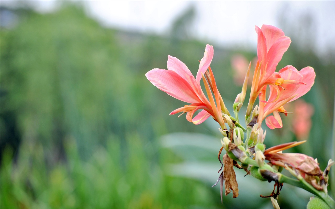 Macro Flower Grass (2) (genzhukou works) #13 - 1280x800