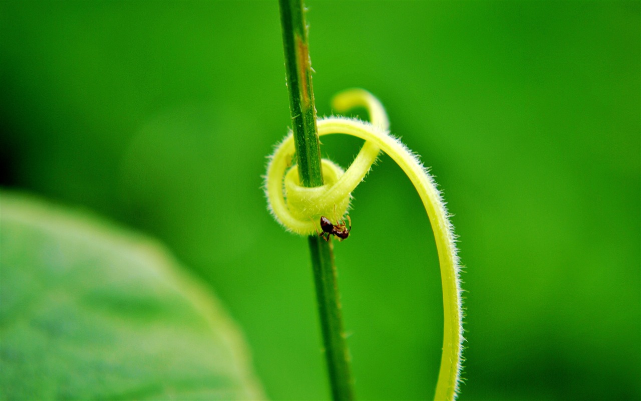 Macro Flower Grass (2) (genzhukou works) #15 - 1280x800