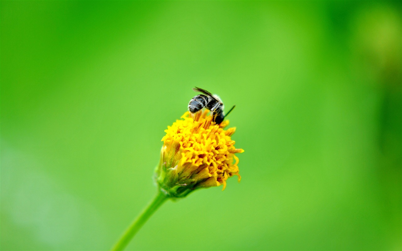 Macro flor de hierba (2) (obras genzhukou) #16 - 1280x800