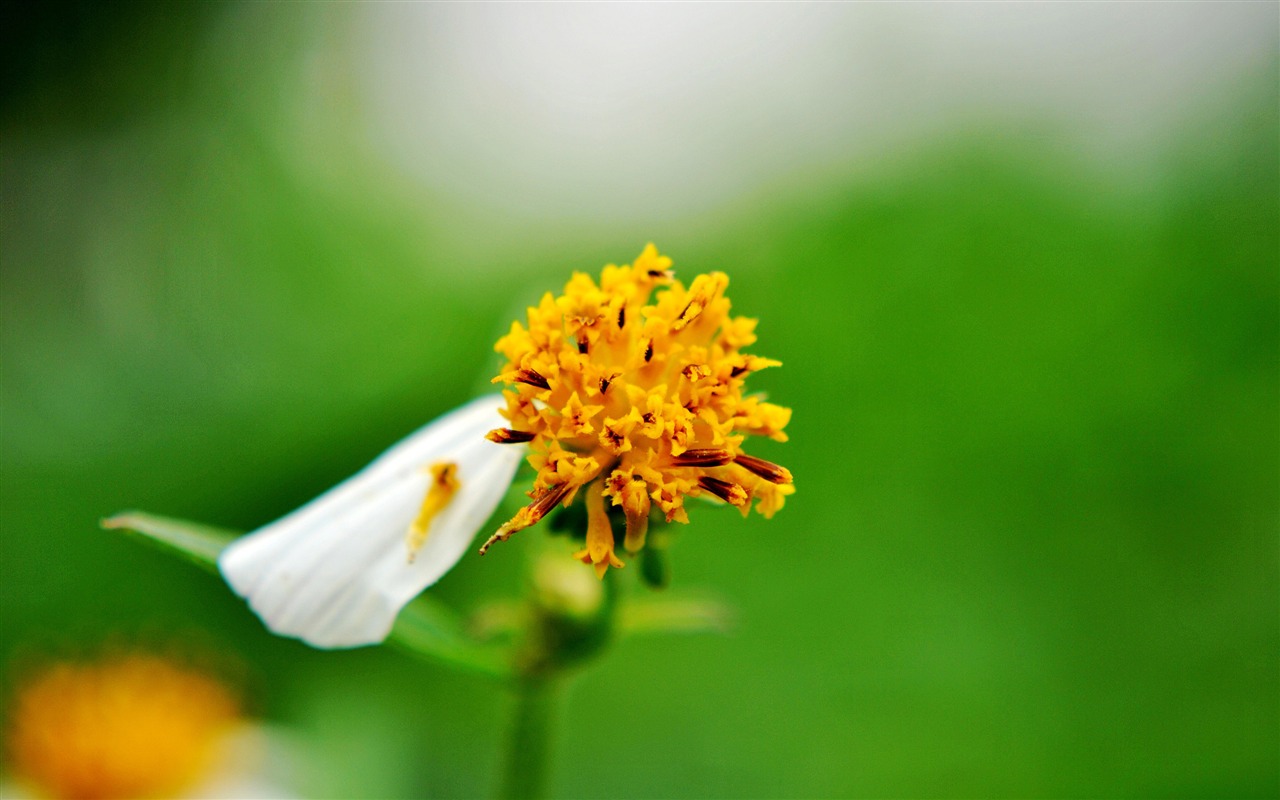 Macro Flower Grass (2) (genzhukou works) #17 - 1280x800