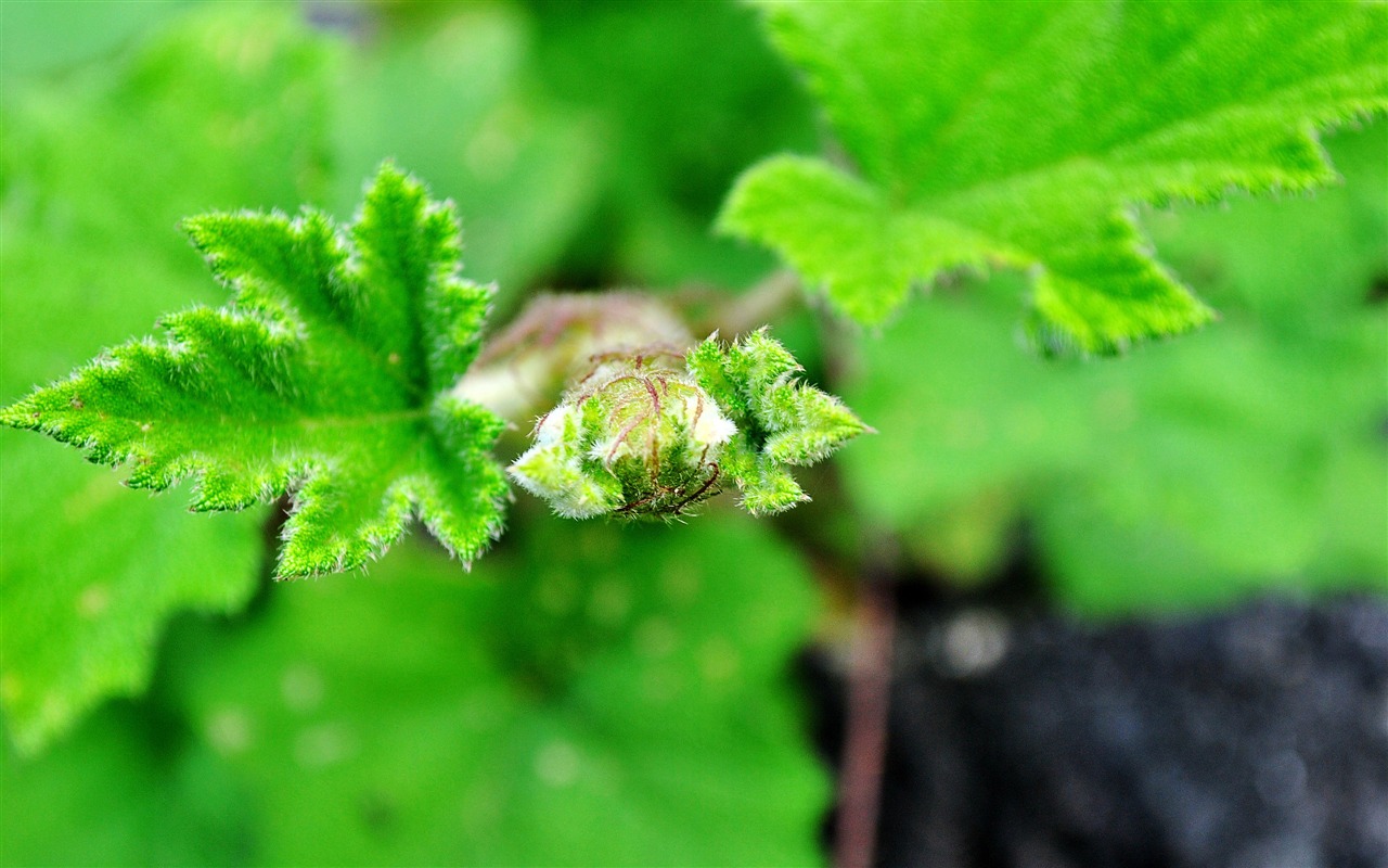 Macro Flower Grass (2) (genzhukou works) #18 - 1280x800