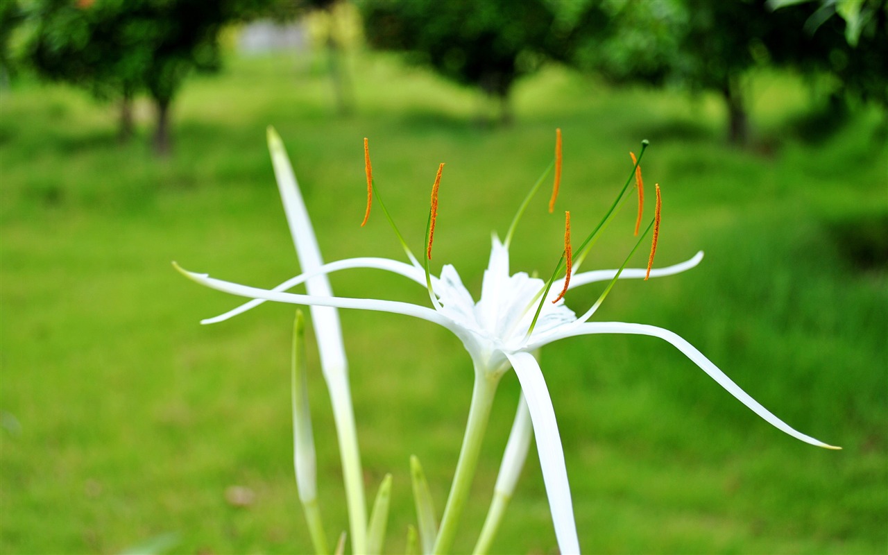 Macro Flower Grass (2) (genzhukou works) #19 - 1280x800