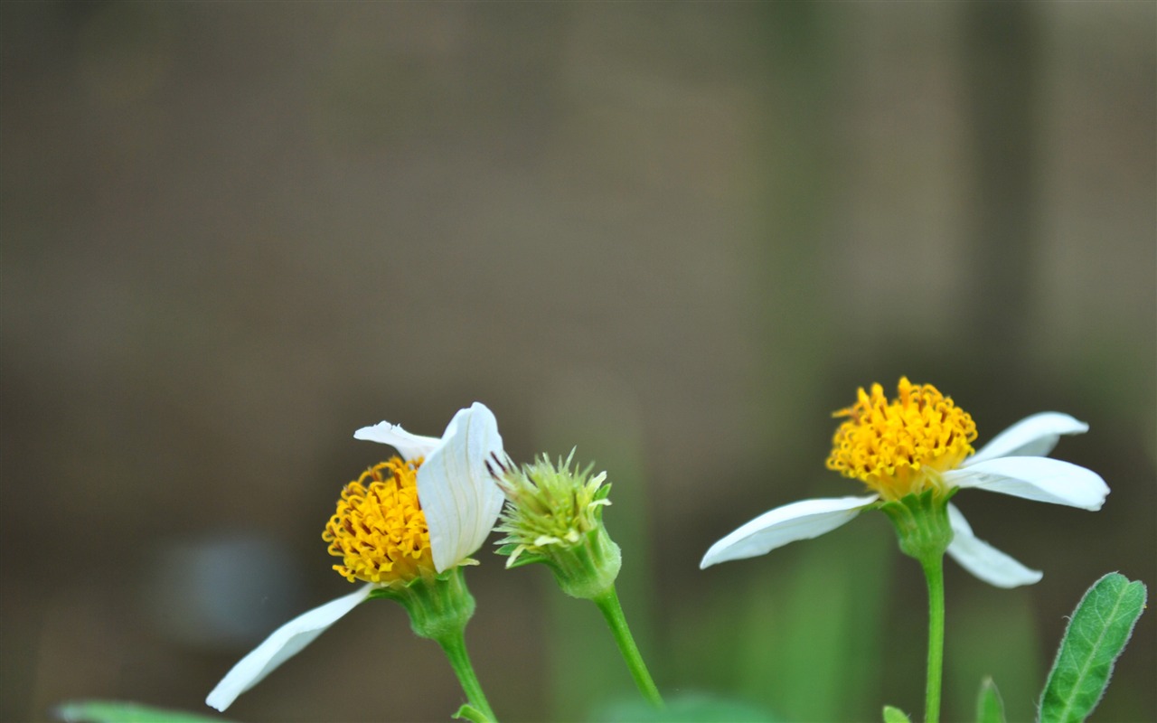 Macro Flower Grass (2) (genzhukou works) #20 - 1280x800